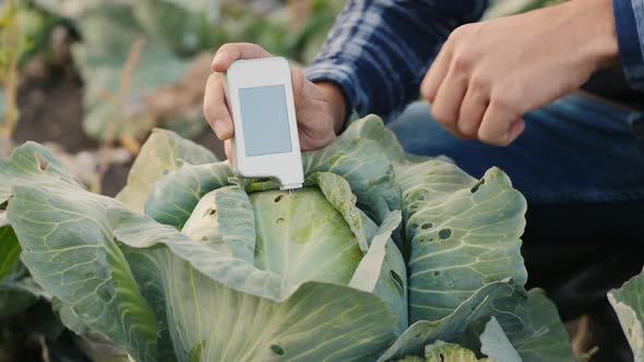 Agronomist Measures the Amount of Nitrates in Cabbage