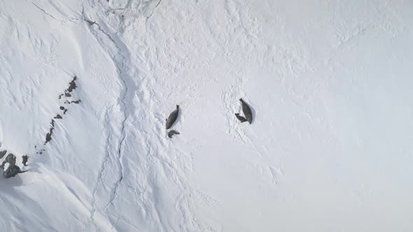 Antarctic Weddell Seal Group Top Aerial View