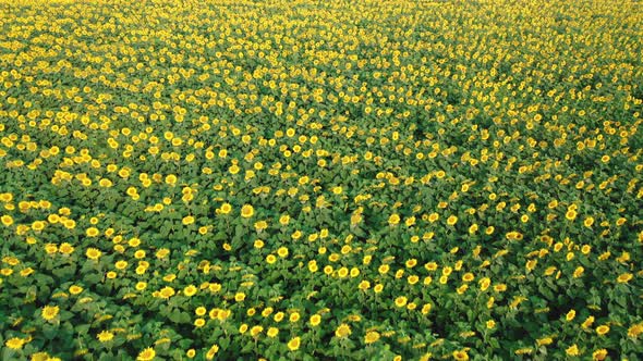 Aerial View of a Sunflower Field on a Warm Sunny Morning