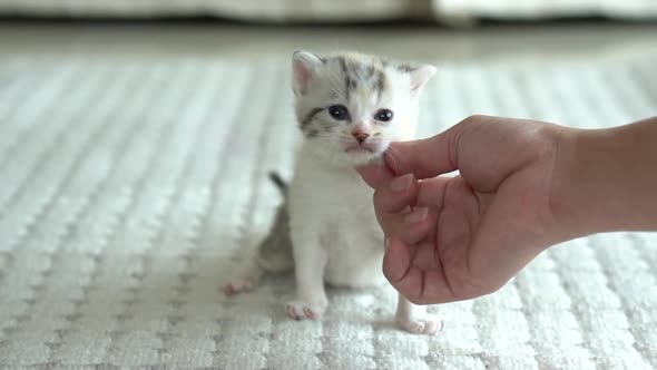 Asian Woman Playing With Her Tabby Cat