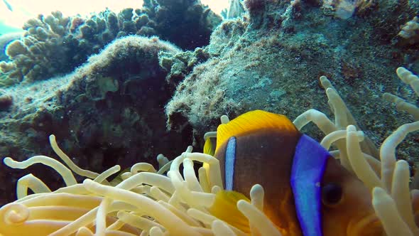 Beautiful Underwater Clownfish and Sea Anemones