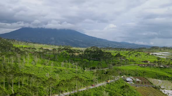 Tea estate landscape in Java, Indonesia, plantations and Mount Sumbing aerial