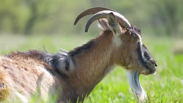 Domestic Milk Goat with Long Beard and Horns Resting on Green Pasture Grass on Summer Day