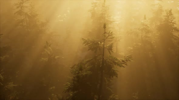 Aerial Sunrays in Forest with Fog