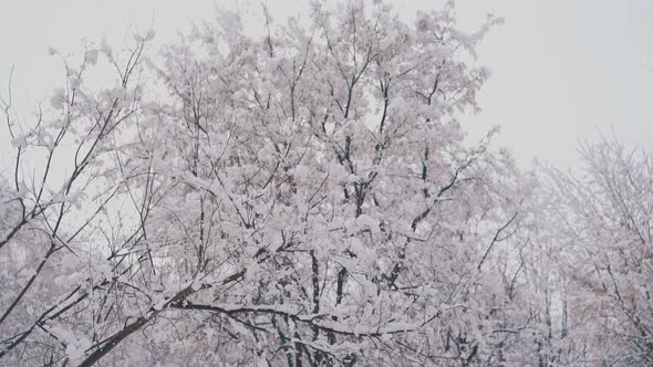 High Trees with Long Branches and Thick Snow Layers