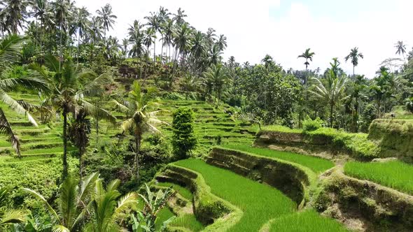 Low drone shot of a valley with rice terraces in Ubud on Bali, Indonesia