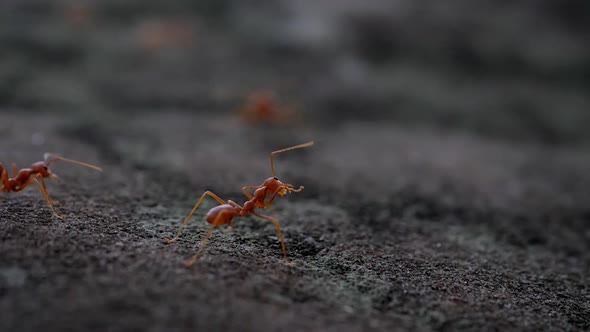 Red ant action walking in the nature