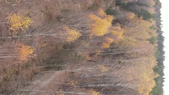 Vertical Video of Trees in the Forest in Autumn