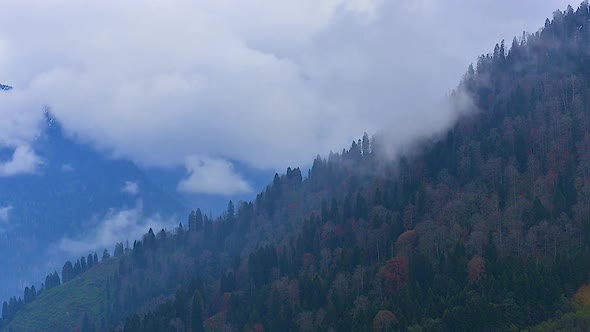 moving smoke passing over forest