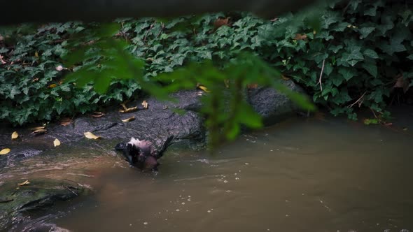 Cute jay bird bathing in the river