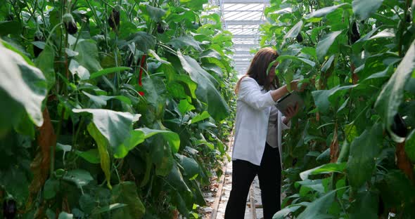 Scientist with digital tablet examining plants in the greenhouse 4k