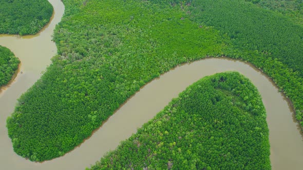 4K Aerial view of mangrove forest and beautiful river bends