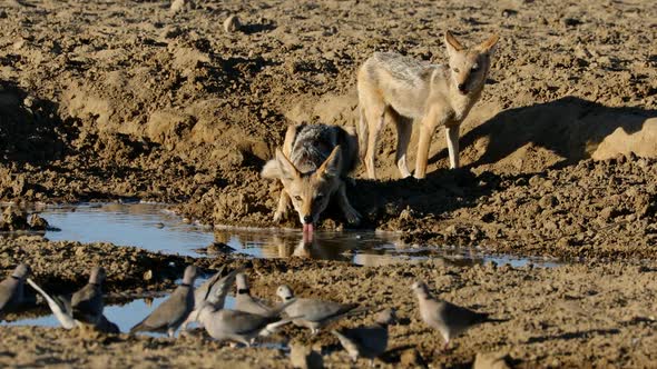 Black-Backed Jackals Drinking Water With Doves