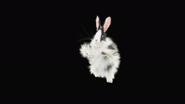 Rabbit Dancing 4K