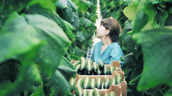 Female Agriculturist Is Harvesting Ripe Cucumbers Into Boxes