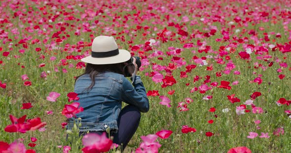 Woman take photo on cellphone inside poppy flower garden