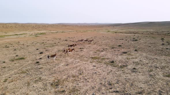Drone descending orbit around of a group of wild donkeys or asses in the desert on a sunny day with