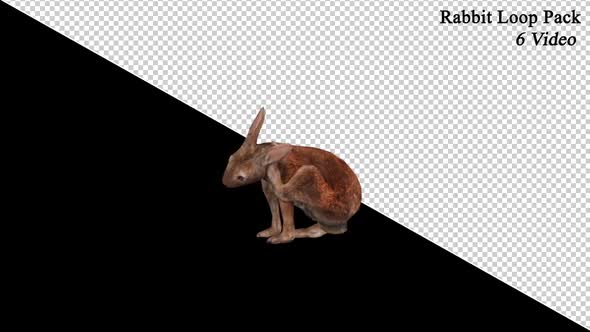 Rabbit Loop 6 Pack alt