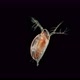 water flea Daphnia pulex under a microscope, class Branchiopoda - VideoHive Item for Sale