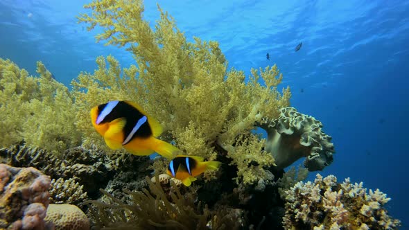 Tropical Corals and Clown Fish