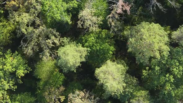 Vertical Video Aerial View of Trees in the Forest