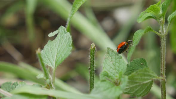 Ladybug Crawls Through Summer Grass