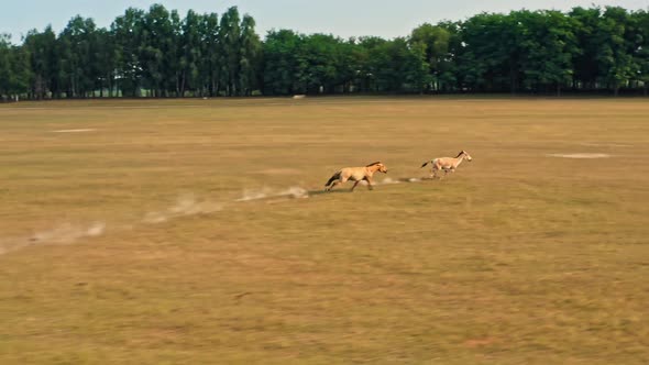 Deer Wild Animal Horse Nature Wildlife Green Roe Crowd Run