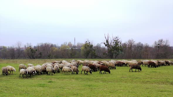 Pretty lambs graze in the meadow, eat grass and walk. 