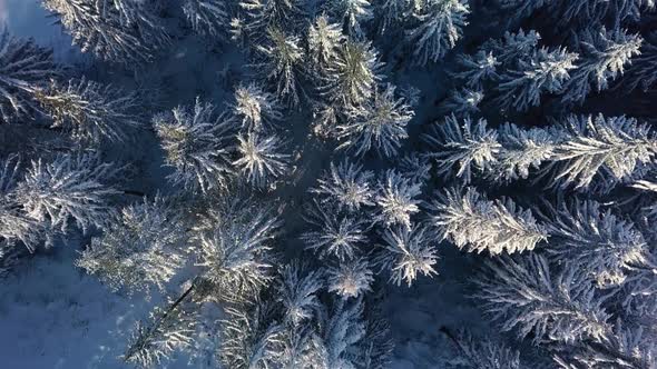 Bird View of Frozen Winter Forest