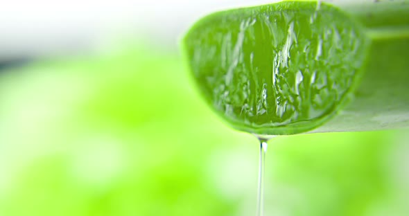 Soft Focus Aloe Vera Gel Close Up on Green Background