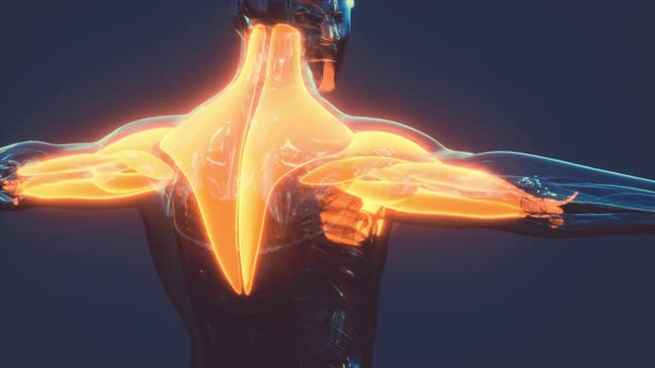 Human Muscular System Anatomical Infographic alt