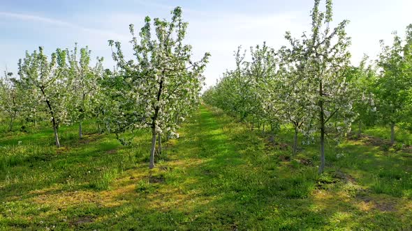 Aerial View Apple Garden Blooming With White Flowers On A Sunny Spring Day