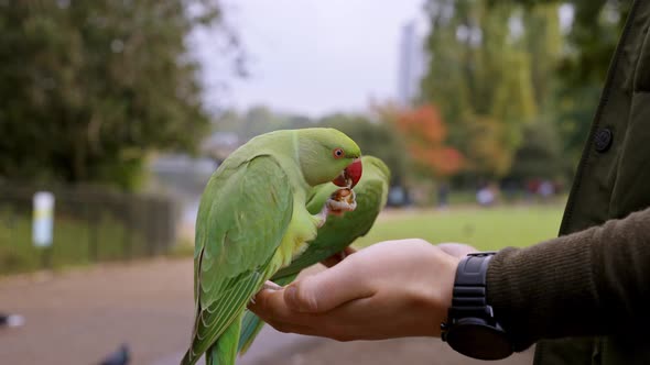 Green Parrot in London Flying in the Park and Sitting on a Hand