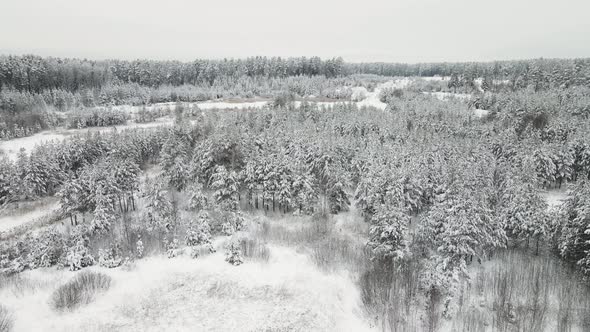 Majestically Snowcovered Winter Forest in Cool Weather Aerial View