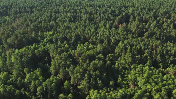 Aerial View Of Green Forest Landscape