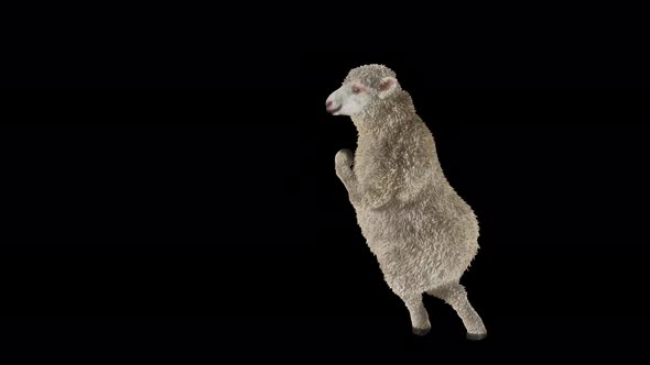 22 Sheep Dancing 4K