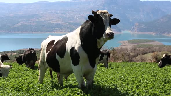 Cows are grazing in range land. 