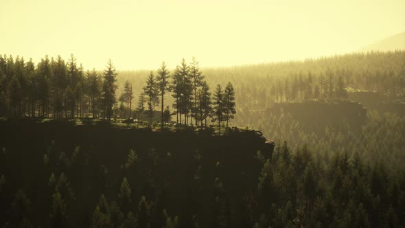 Evergreen Fir Tree and Mountains on a Background on a Sunset After the Rain