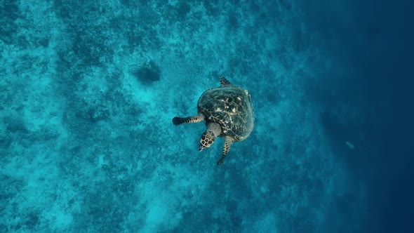 Sea Turtle Underwater Against Colorful Reef with Ocean Waves at Surface Water. Turtle Swimming in