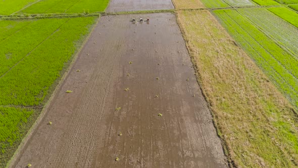 Farmers Are Planting Rice