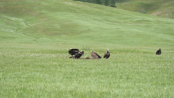 Wild Vulture Herd Eating a Dead Animal Carcass