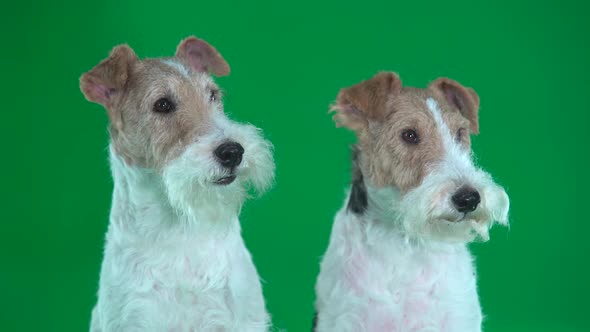 Two Fox Terriers Close Up Green Screen