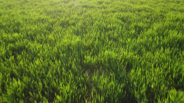 Aerial View on Green Wheat Field in Countryside