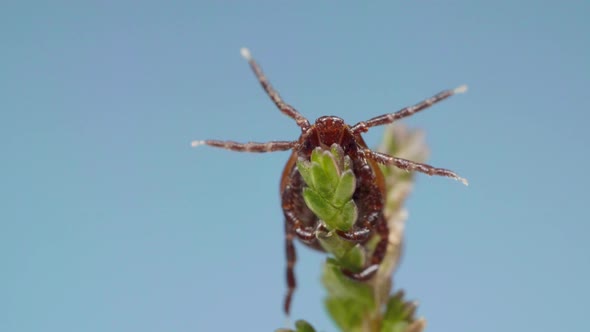 Lood-sucking Tick Ixodidae Spread Its Legs in All Directions To Cling To the Victim