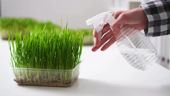 Woman Spraying Water On Wheat Microgreens On Table. Woman Watering Wheat Sprouts With Hand Sprayer