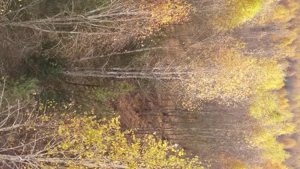 Vertical Video of an Autumn Forest During the Day in Ukraine