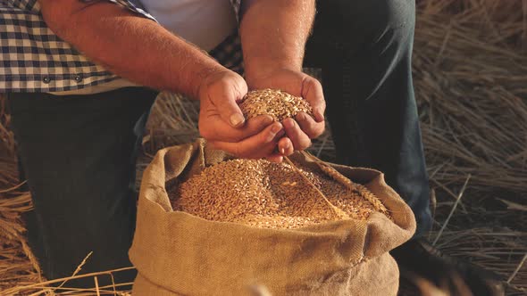 Agriculture Concept. Farmer's Hands Pour Wheat Grains in a Bag with Ears. Close-up. Harvesting