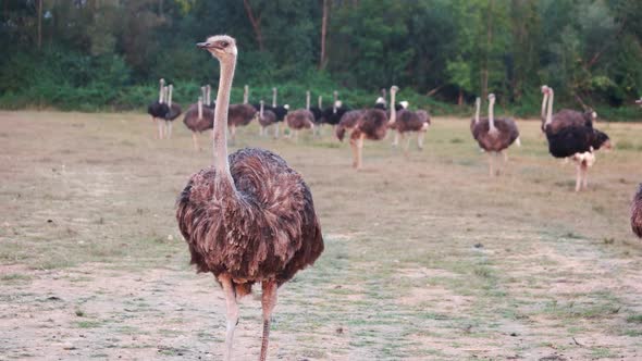 Big Ostrich Walking on the Field