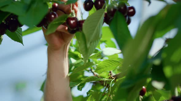 Man Farmer Collecting Cherry Branches in Sunny Countryside Plantation Portrait