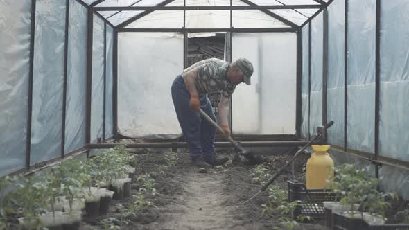 Grey-haired Caucasian Man Digging Ground with Shovel in Greenhouse. Side View of Senior Farmer